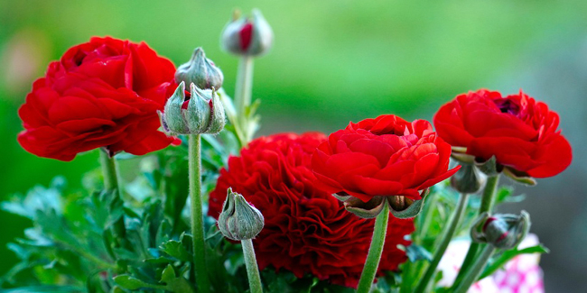 10 fleurs rouges pour illuminer votre jardin !
