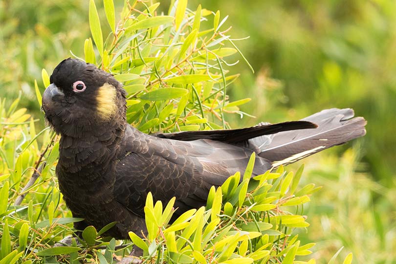 8 oiseaux de compagnie à plumes noires : découvrez ces beautés mystérieuses et élégantes