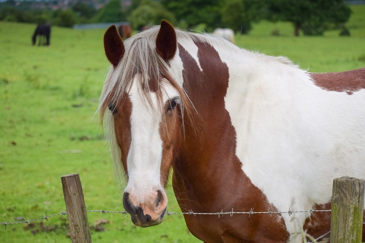 8 races de chevaux les plus calmes : découvrez ces géants paisibles et affectueux