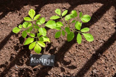 Comment cultiver le moringa chez soi ? Les astuces pour profiter gratuitement de la plante grimpante de l'immortalité toute l'année
