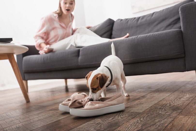 Comment enlever efficacement l'odeur de pipi de chien des chaussures et des bottes : astuces et conseils d'experts