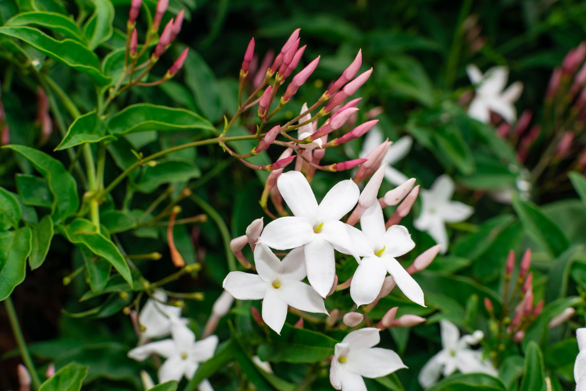 Cultiver le jasmin en pots et dans le jardin : conseils et astuces pour une floraison parfumée