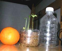 Cultiver vos agrumes à la maison : Comment transformer une simple bouteille en plastique en véritable potager ?