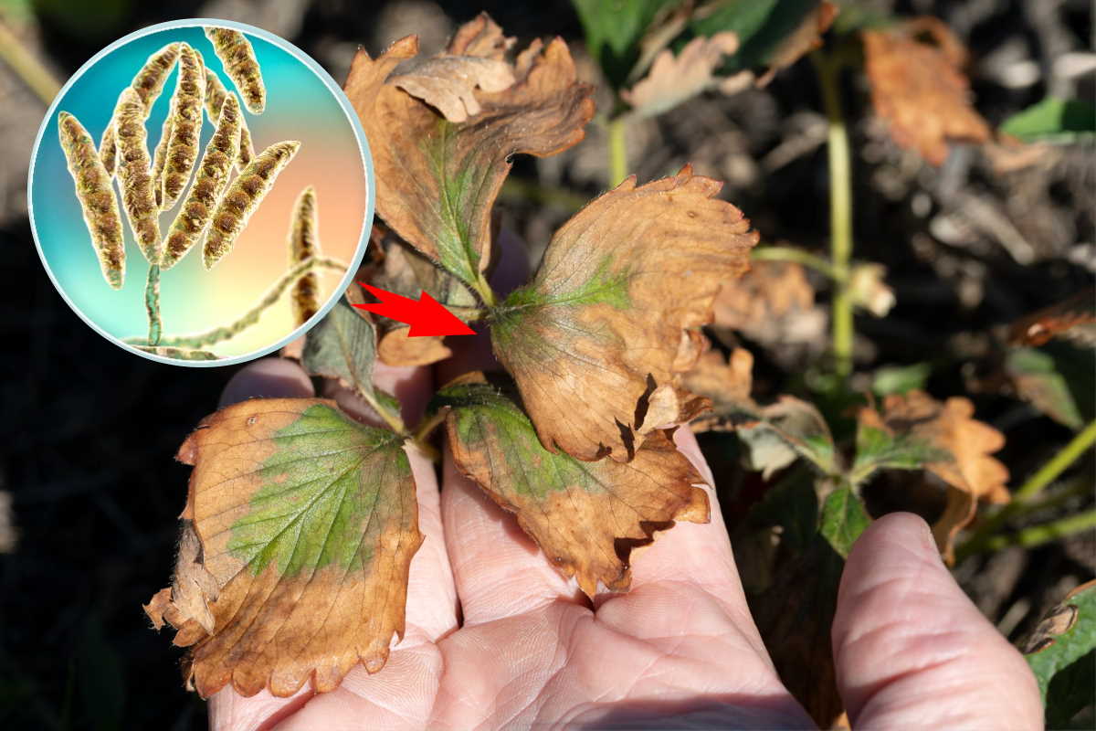 Fusarium dans les plantes : Comment identifier ce redoutable champignon et quelles espèces végétales sont touchées ?