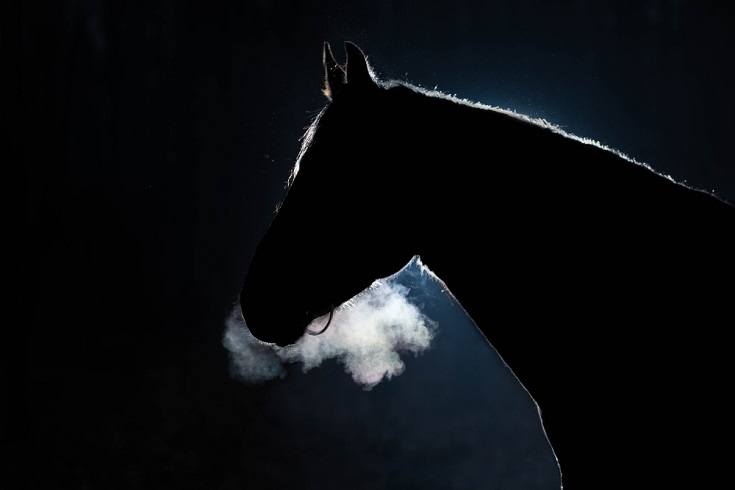 Les chevaux peuvent-ils voir dans l'obscurité ? Découvrez les réponses surprenantes à vos interrogations sur la vision nocturne des équidés !