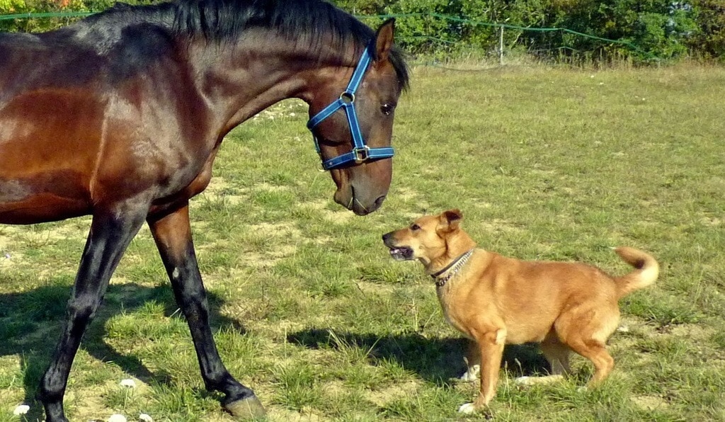 Les chevaux sont-ils plus intelligents que les chiens ? Découvrez la surprenante vérité derrière cette étonnante comparaison !