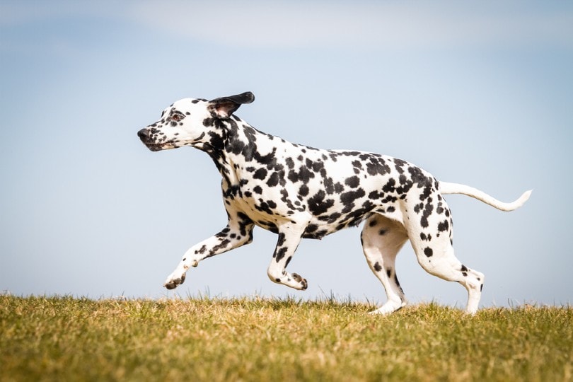 Les 10 races de chiens les plus rapides au monde : découvrez-les en images et en détails !