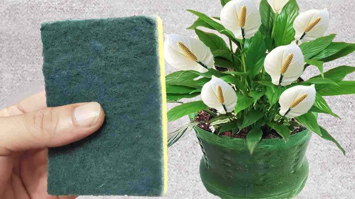 Mettre une éponge dans vos plantes : déchets utiles