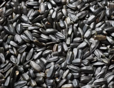 Les graines de tournesol sont-elles bénéfiques ou nocives ? Chacun devrait savoir cela